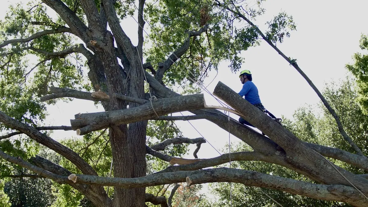 Professional Crown Thinning performed by certified arborists in Anthon