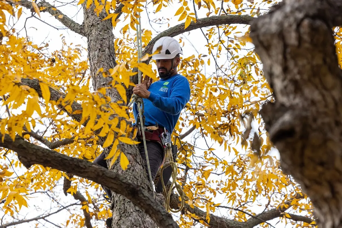 Skilled Tree Planing crew working in Anthon